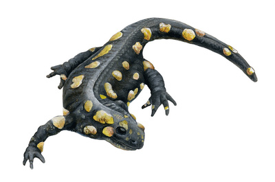 lagoa-salamandra