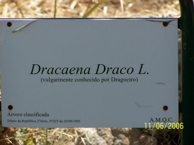 Dracaena-Draco1